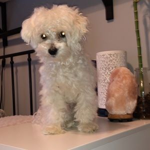 Meet your Posher, Alli